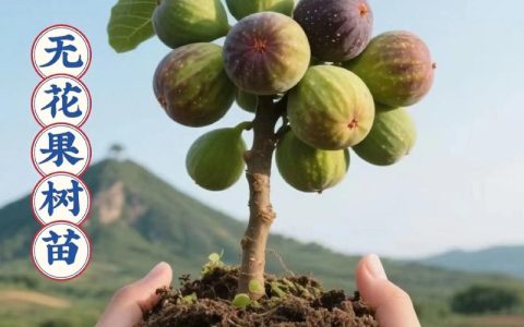无花果树苗什么时候种植最好？春植秋植全解析与成活秘籍