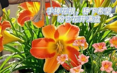 大花萱草的养殖方法和注意事项：家庭庭院养护全攻略