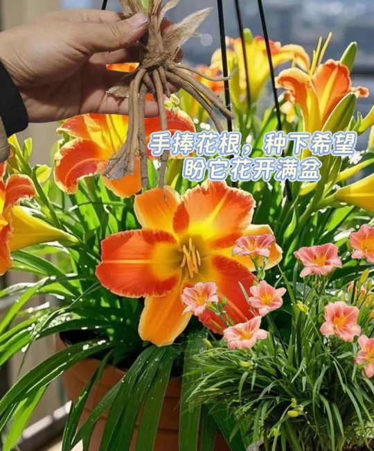 大花萱草的养殖方法和注意事项：家庭庭院养护全攻略