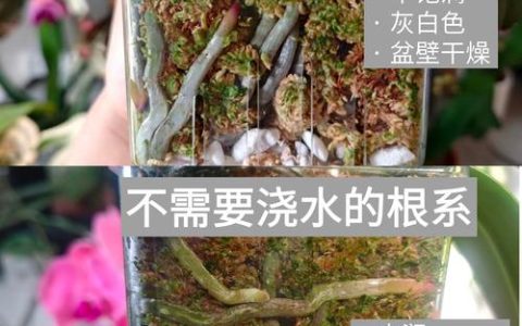 蝴蝶兰的花芽和根怎么区别？一篇看懂关键辨别技巧