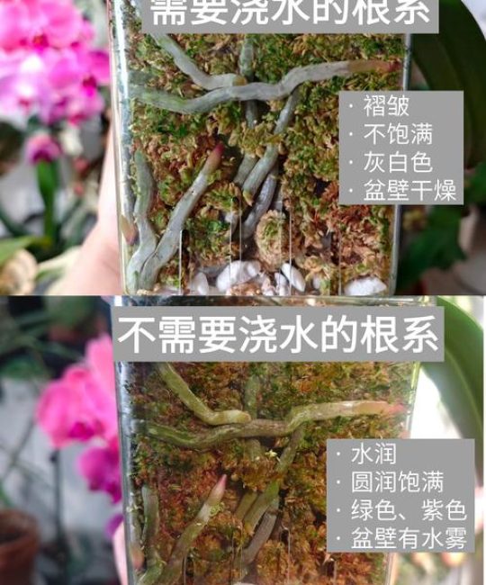 蝴蝶兰的花芽和根怎么区别？一篇看懂关键辨别技巧
