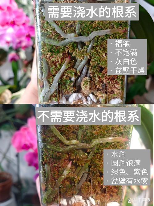蝴蝶兰的花芽和根怎么区别?一篇看懂关键辨别技巧 花芽 vs 气生根:6维度对比表格