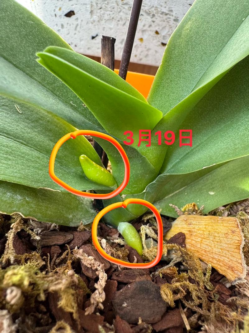 蝴蝶兰的花芽和根怎么区别?一篇看懂关键辨别技巧 关键辨别要点详解