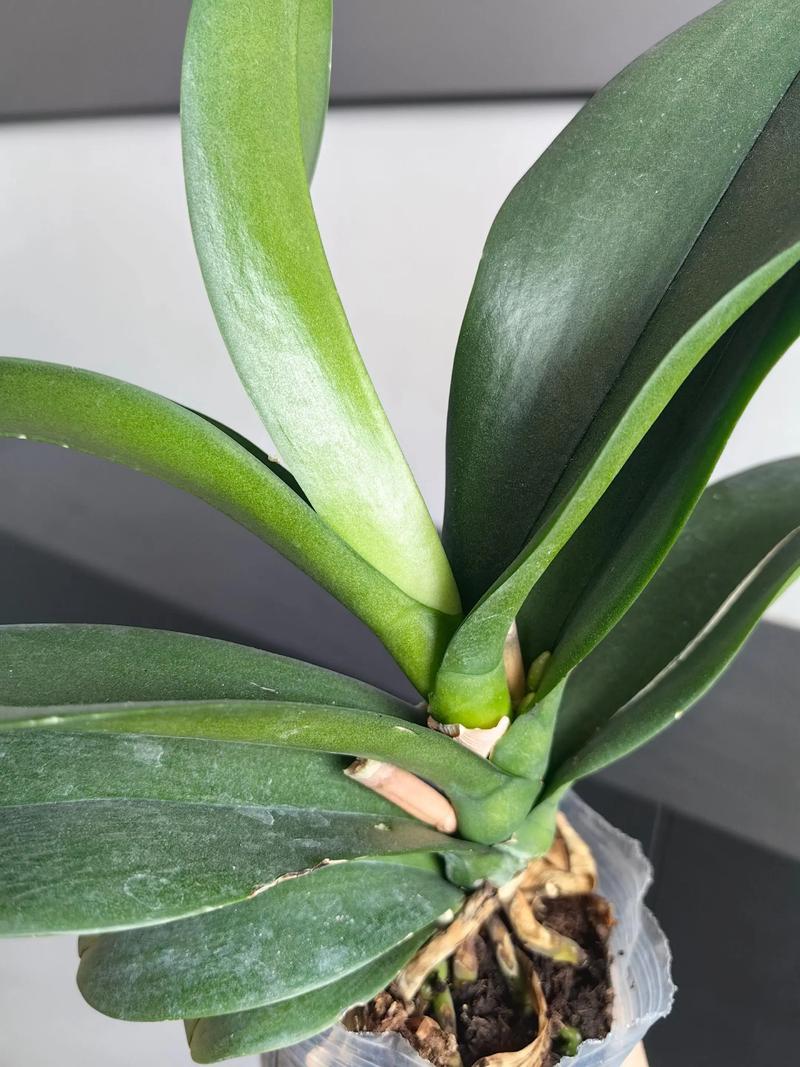 蝴蝶兰的花芽和根怎么区别?一篇看懂关键辨别技巧 场景化选择建议