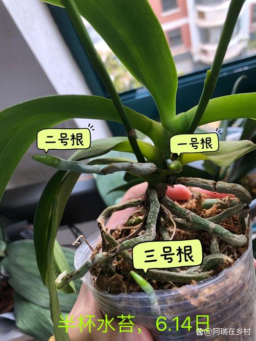 蝴蝶兰的花芽和根怎么区别?一篇看懂关键辨别技巧 总结:记住3秒口诀