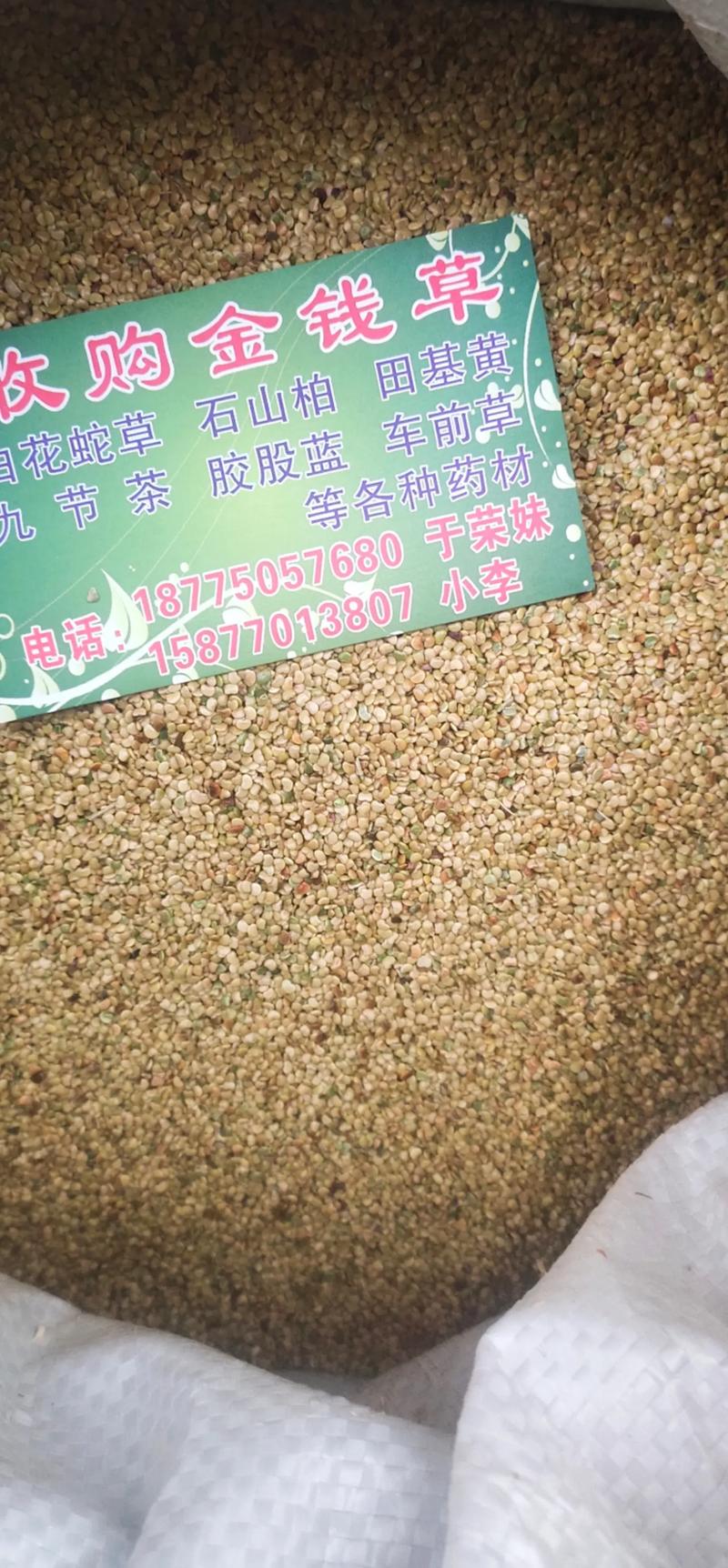 草种子在哪里有卖?资深采购专家的科学选购与核查指南 草种子在哪里有卖?资深采购专家的科学选购与核查指南