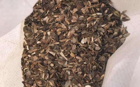格桑花种子什么时候播种最好？家庭与地栽全流程操作指南