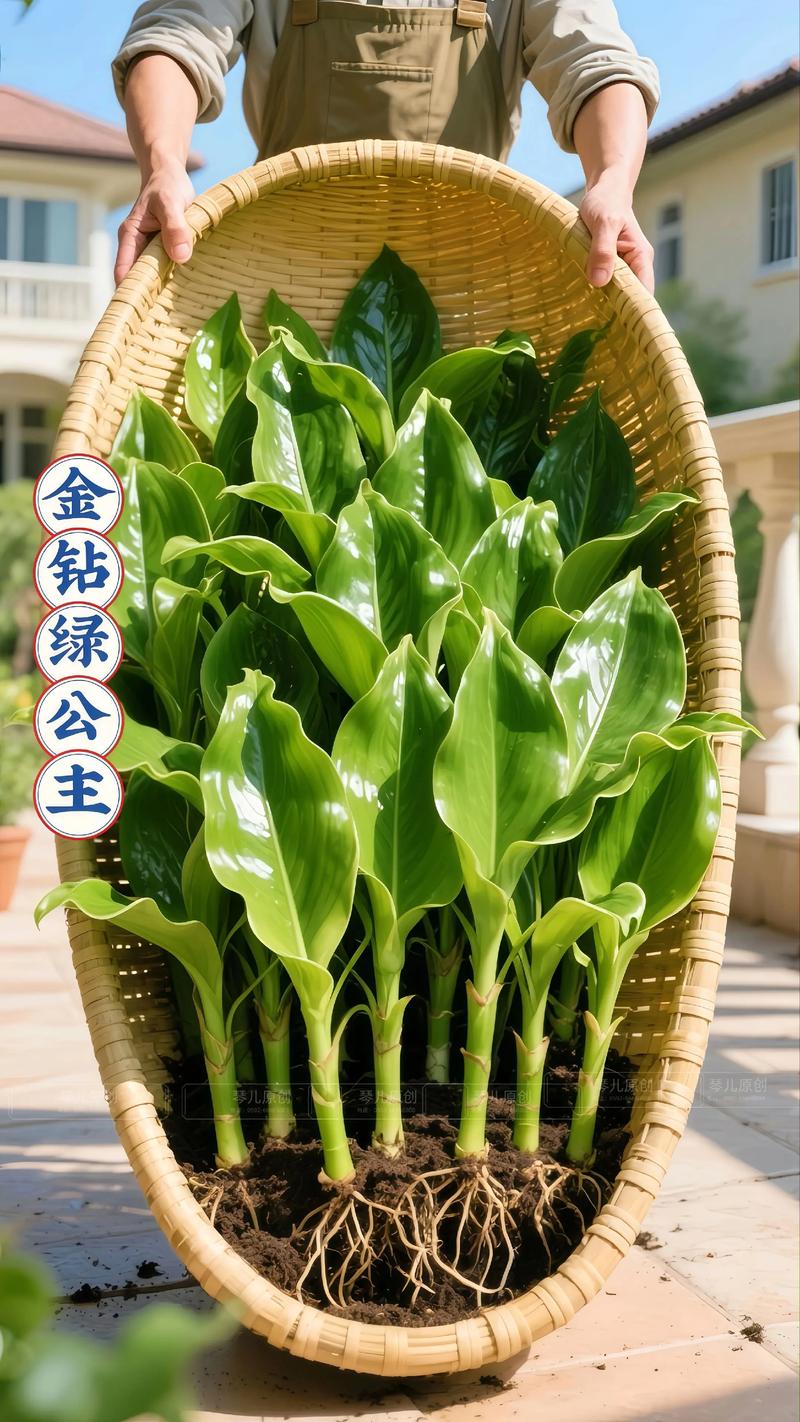 绿植花盆多少钱?2025年最新价格参考与影响因素分析 季节:淡旺季价差明显