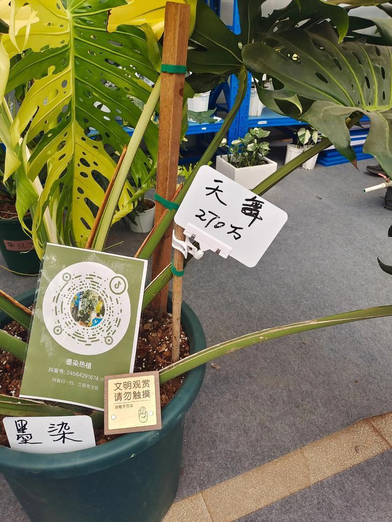 绿植花盆多少钱?2025年最新价格参考与影响因素分析 数量:单买与批发差价可达40%