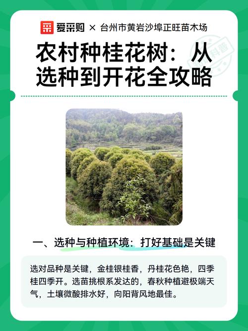 刚买的桂花树苗怎么种植?从选时到成活的七个关键步骤 三、栽前处理:修剪、消毒、生根三步走