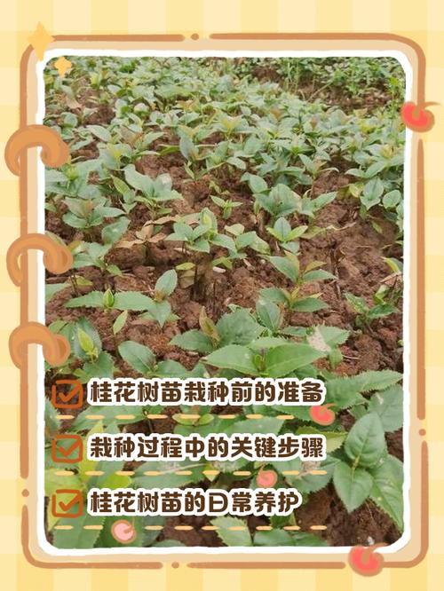 刚买的桂花树苗怎么种植?从选时到成活的七个关键步骤 五、浇定根水:边栽边浇,浇透不积水