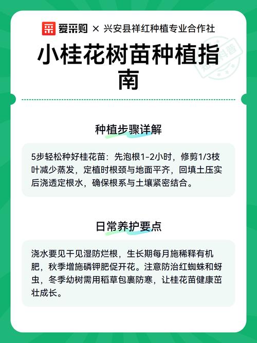 刚买的桂花树苗怎么种植?从选时到成活的七个关键步骤 六、缓苗管理:遮阴保湿,管好前15天