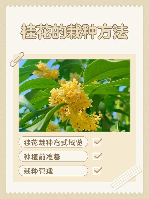 刚买的桂花树苗怎么种植?从选时到成活的七个关键步骤 七、成活注意事项:两个常见问题与后续管理