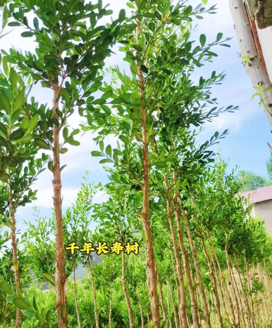 院子里种什么树风水好？科学选树指南与推荐清单