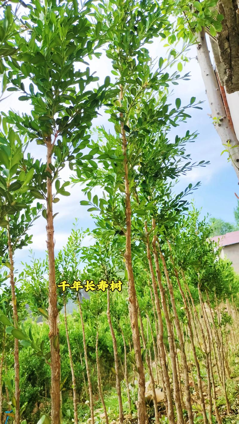 院子里种什么树风水好?科学选树指南与推荐清单 院子里种什么树风水好?科学选树指南与推荐清单