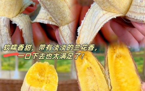 红美人香蕉与普通香蕉区别大揭秘：口感、营养与价格全解析