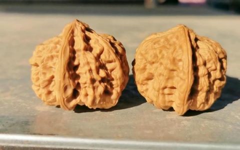 文玩核桃野牛是什么品种？一文读懂它的来历、特点与盘玩价值