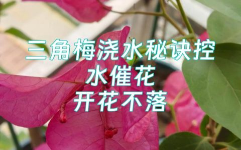 三角梅开花后怎么浇水？科学养护全指南