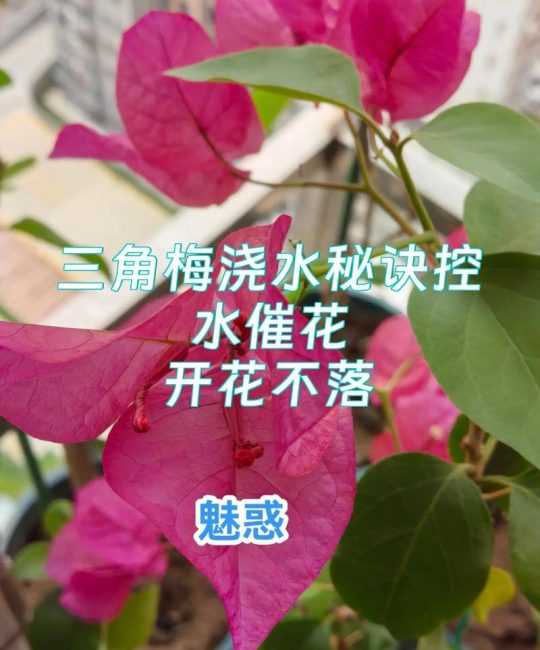 三角梅开花后怎么浇水？科学养护全指南