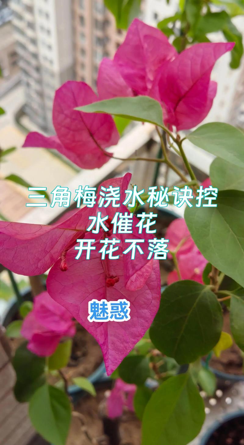 三角梅开花后怎么浇水?科学养护全指南 三角梅开花后怎么浇水?科学养护全指南
