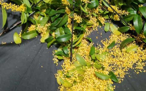 干桂花怎么做成桂花蜜？手把手教你留住秋日香甜