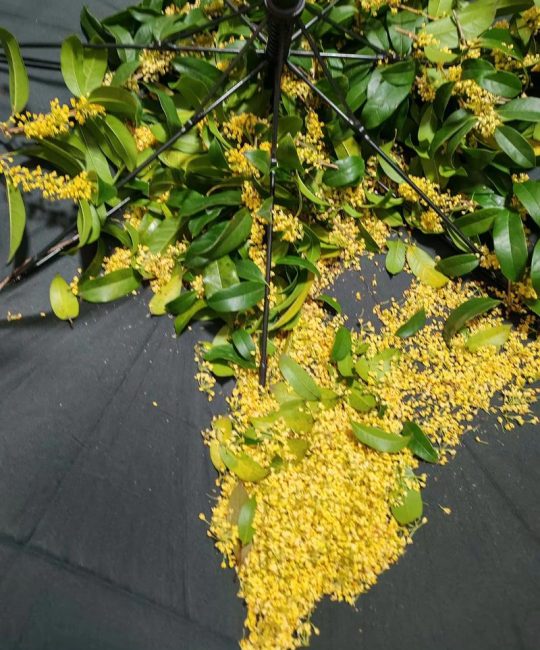 干桂花怎么做成桂花蜜？手把手教你留住秋日香甜