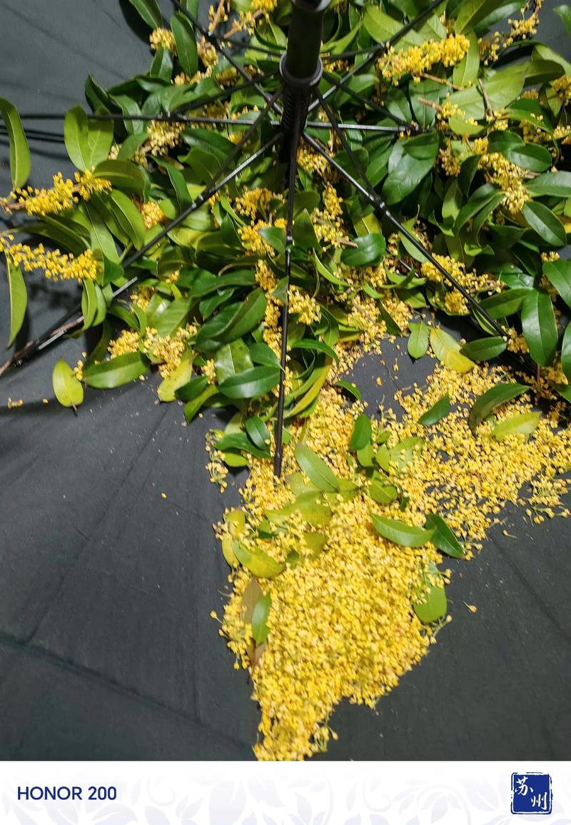 干桂花怎么做成桂花蜜?手把手教你留住秋日香甜 为什么选干桂花做蜜?