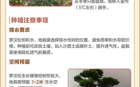 罗汉松种植与养护全攻略：从选苗到成景的实用指南
