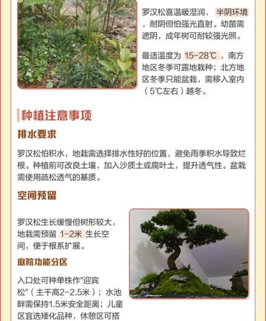 罗汉松种植与养护全攻略：从选苗到成景的实用指南
