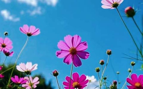 格桑花是什么意思？——波斯菊（Cosmos bipinnatus）植物百科