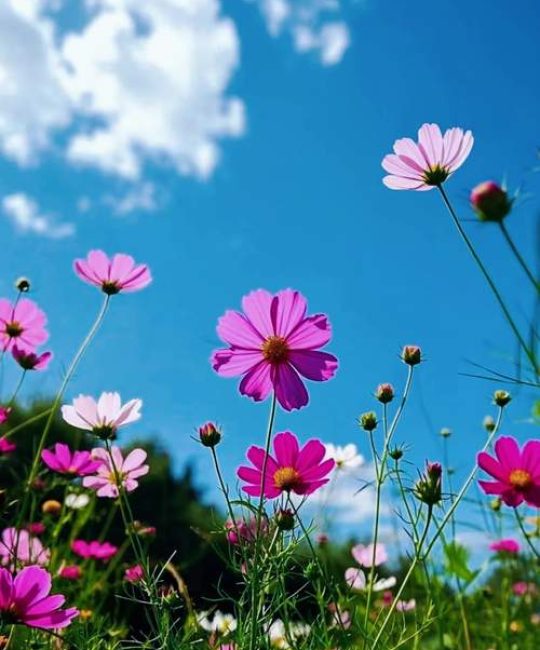 格桑花是什么意思？——波斯菊（Cosmos bipinnatus）植物百科