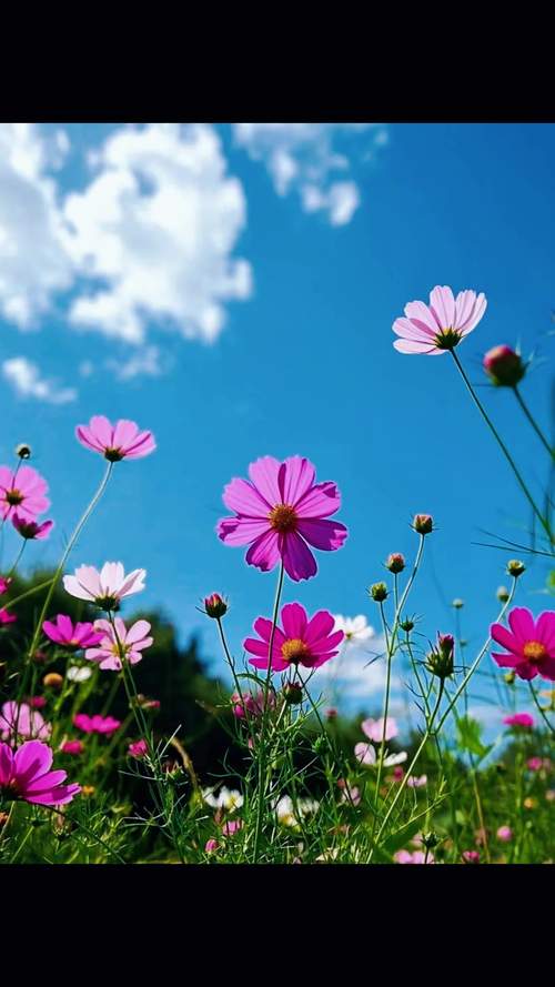 格桑花是什么意思?——波斯菊(Cosmos bipinnatus)植物百科 格桑花是什么意思?——波斯菊(Cosmos bipinnatus)植物百科
