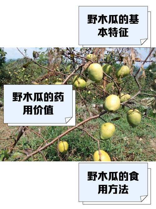 木瓜原产于哪里?探寻木瓜的故乡与全球引种之旅 总结