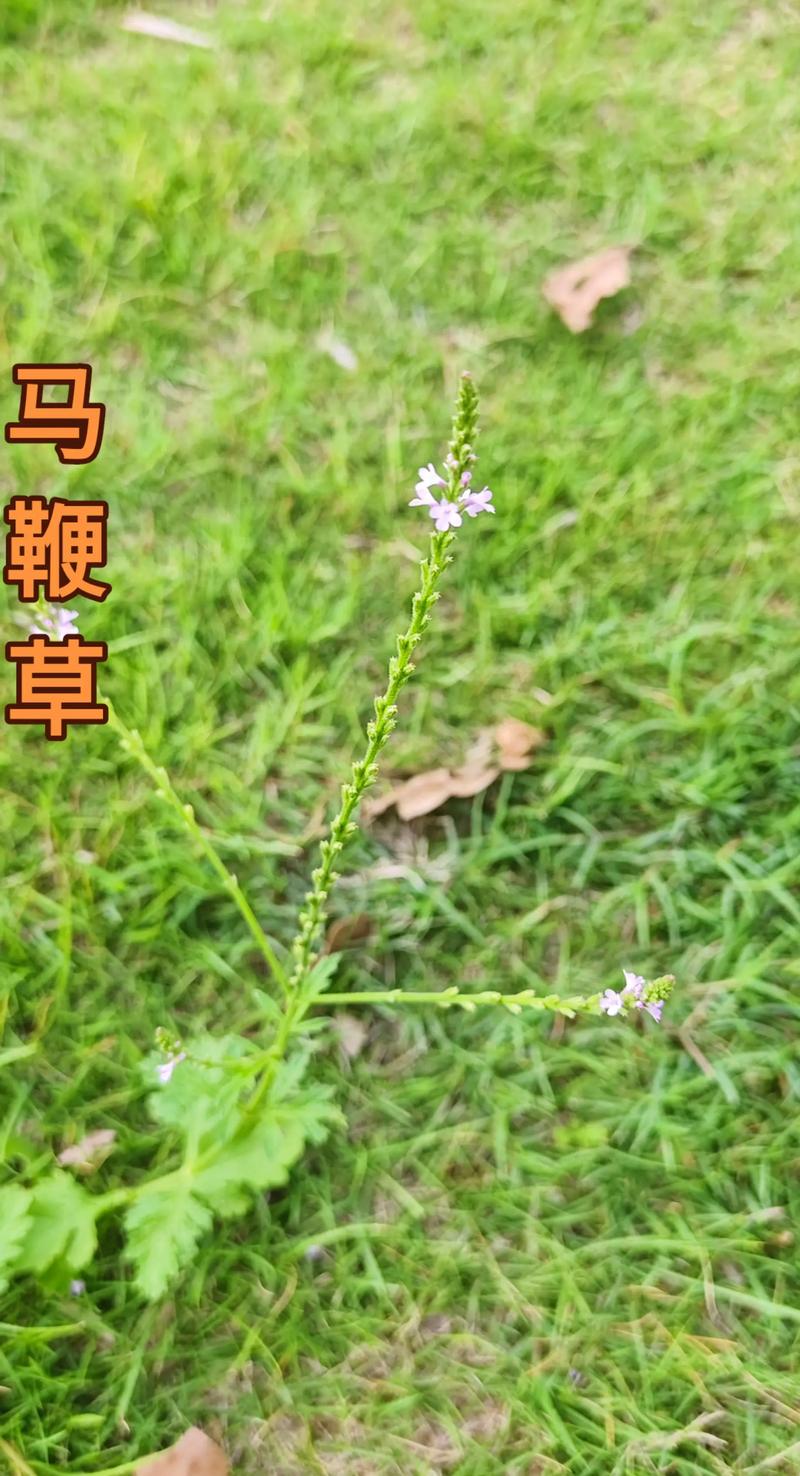 马鞭草是宿根植物吗?揭秘马鞭草的生长习性与养护要点 三、马鞭草的日常养护要点