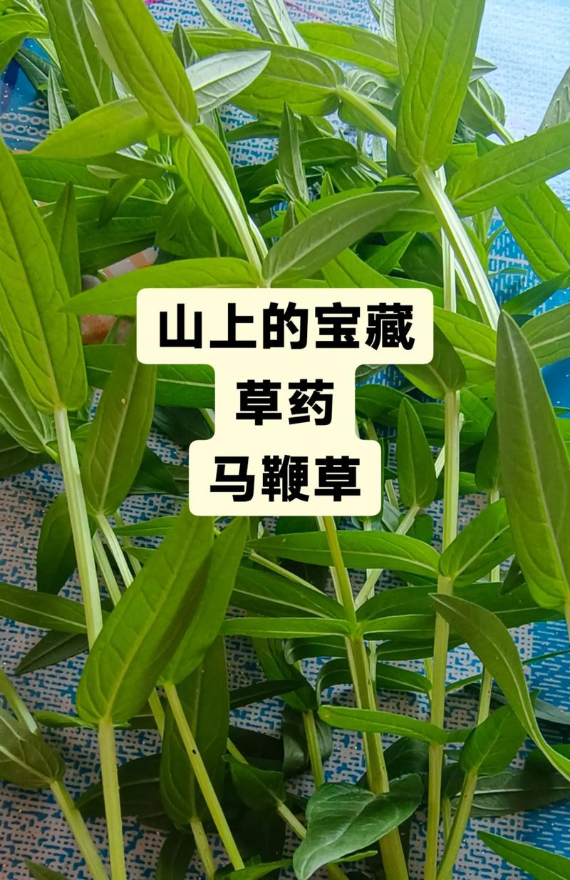 马鞭草是宿根植物吗?揭秘马鞭草的生长习性与养护要点 五、总结:选择适合你的马鞭草