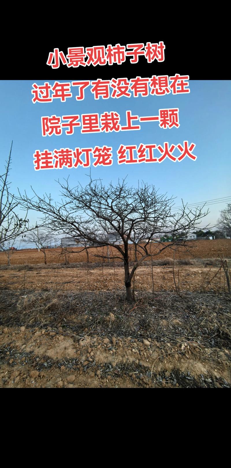 单棵柿子树修剪按“开心形”三年成型
