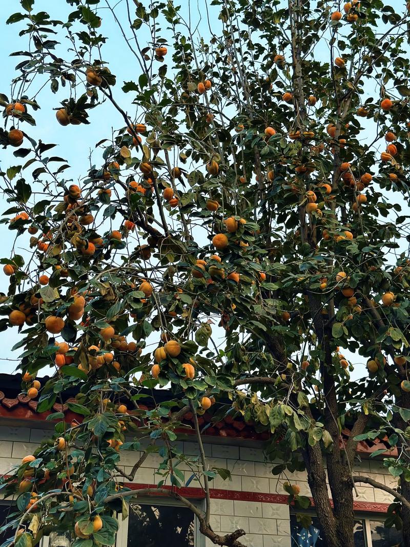 单棵柿子树施肥方案：NPK比例12-8-15为基准