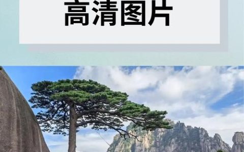 松树树叶像什么？针叶形态识别与松类乔木庭院应用规范