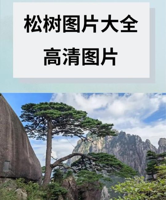 松树树叶像什么？针叶形态识别与松类乔木庭院应用规范