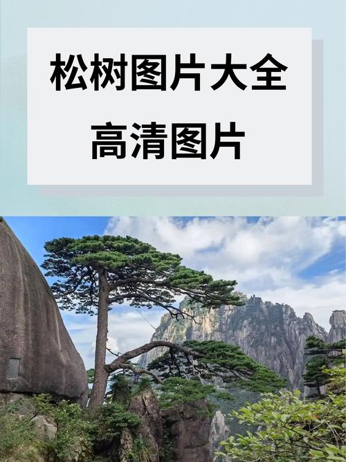 松树树叶像什么?针叶形态识别与松类乔木庭院应用规范 一、针叶形态识别与生理逻辑