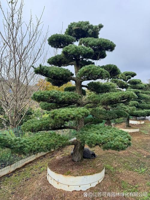 松树树叶像什么?针叶形态识别与松类乔木庭院应用规范 四、松类乔木全冠移栽技术详解