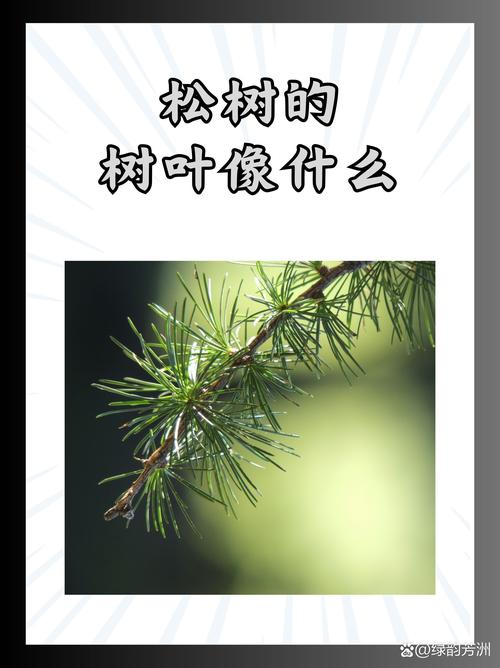 松树树叶像什么?针叶形态识别与松类乔木庭院应用规范 二、松类乔木树形与遮荫能力评估
