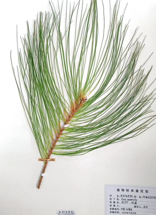 松树树叶像什么?针叶形态识别与松类乔木庭院应用规范 六、松类乔木修剪与长期管理