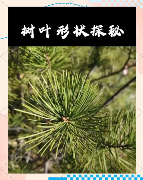 松树树叶像什么?针叶形态识别与松类乔木庭院应用规范 五、松类乔木支撑固定系统方案