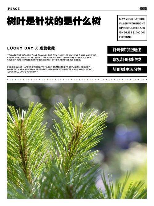 松树树叶像什么?针叶形态识别与松类乔木庭院应用规范 七、常见错误与FAQ