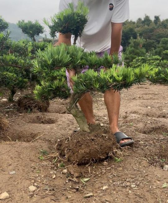 罗汉松一棵多少钱？规格、产地、季节影响报价