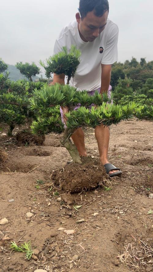 罗汉松一棵多少钱？规格、产地、季节影响报价