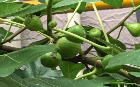 无花果果树种植全攻略：品种选择、适种地区与丰产栽培技术指南