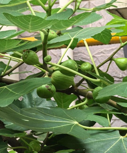 无花果果树种植全攻略：品种选择、适种地区与丰产栽培技术指南