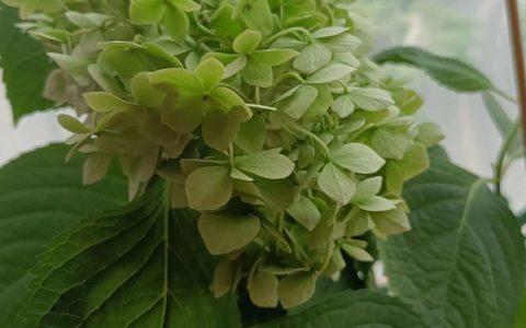 绣球花变绿的原因及养护技巧：如何保持蓝色花色？